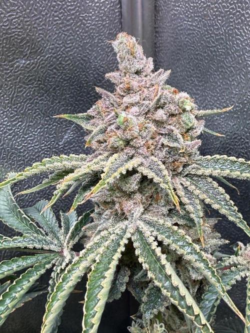 Short veg 40x40 grow. Week 16