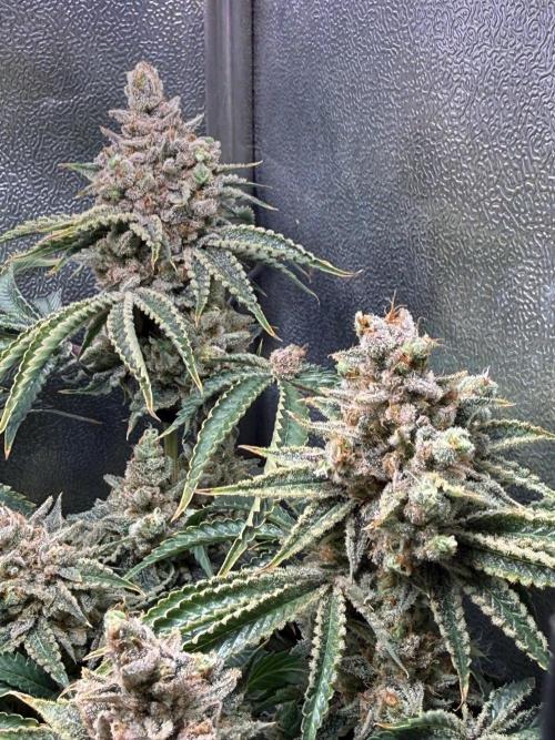 Short veg 40x40 grow. Week 16