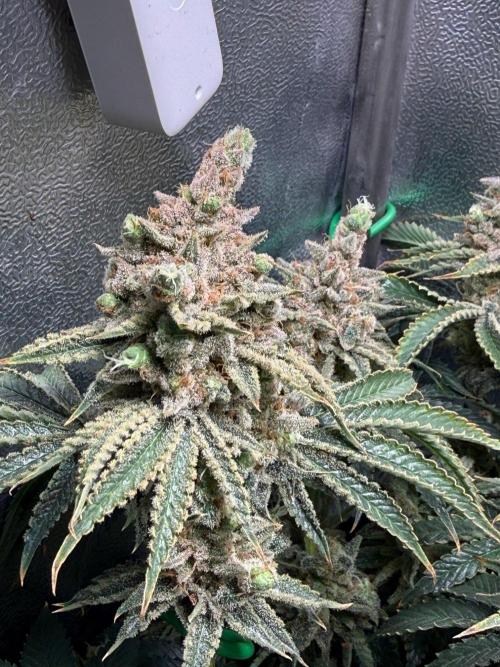 Short veg 40x40 grow. Week 16