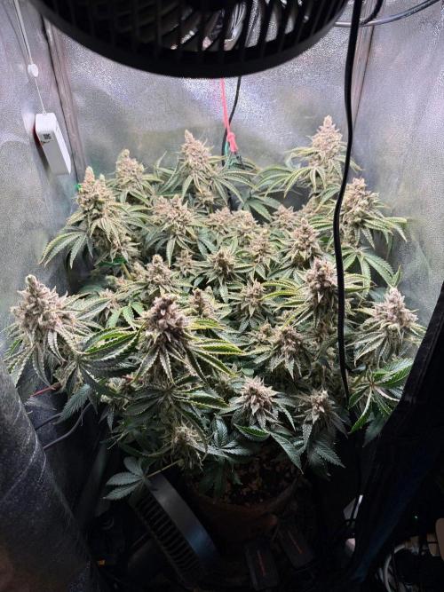Short veg 40x40 grow. Week 16