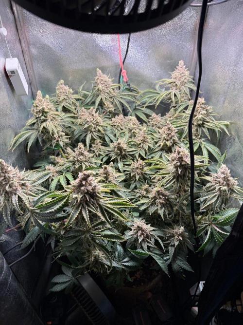 Short veg 40x40 grow. Week 16