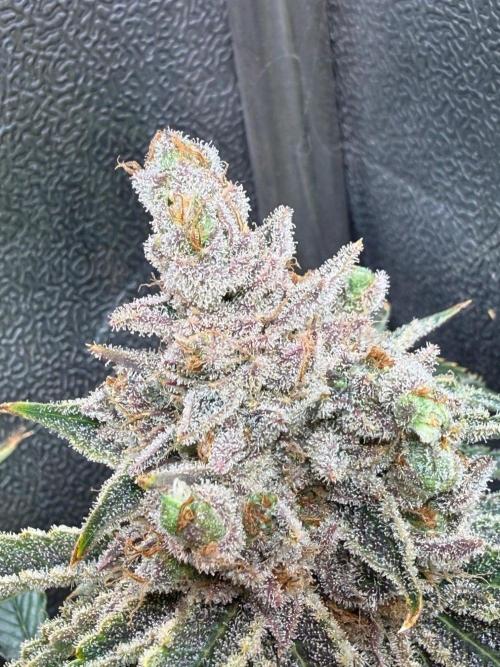 Short veg 40x40 grow. Week 16