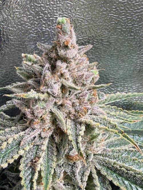 Short veg 40x40 grow. Week 16