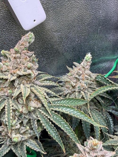 Short veg 40x40 grow. Week 16