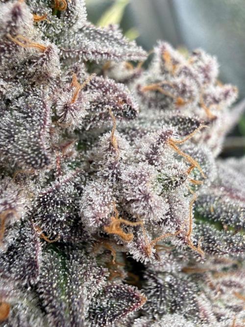 Time for Heavy Hitters. Week 22