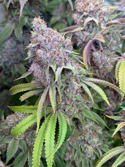Time for Heavy Hitters. Week 22