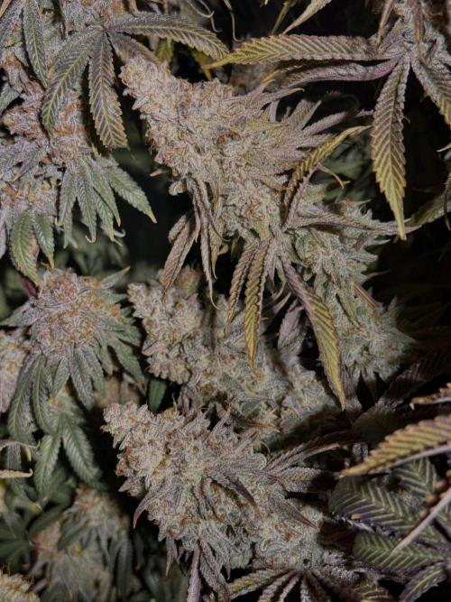 Time for Heavy Hitters. Week 22
