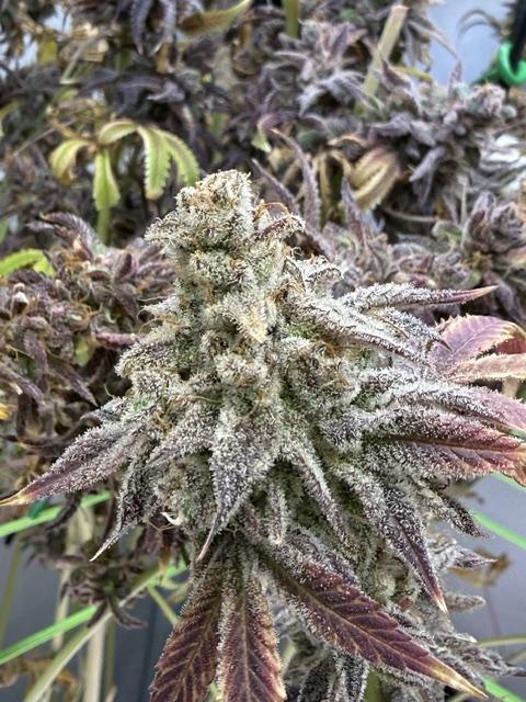 Time for Heavy Hitters. Week 22