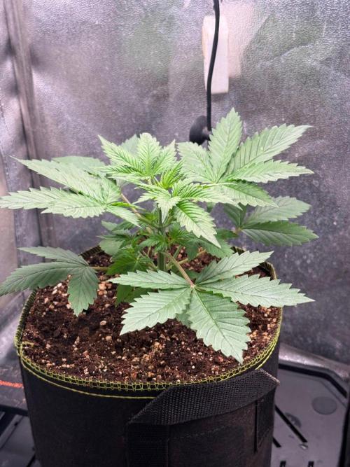 Just for Fun 40x40grow. Week 3