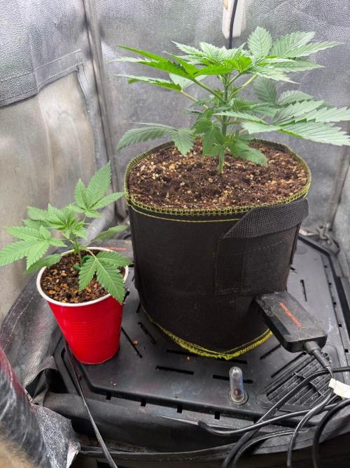 Just for Fun 40x40grow. Week 3