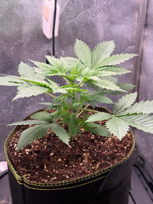 Just for Fun 40x40grow. Week 3
