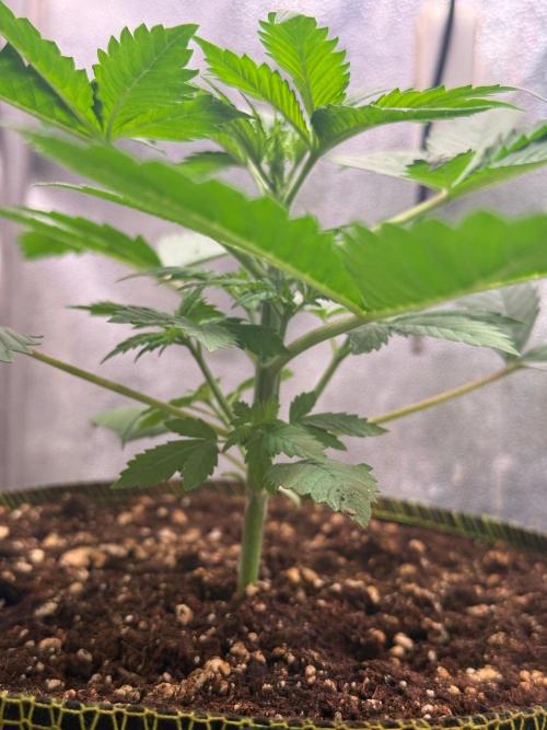 Just for Fun 40x40grow. Week 3