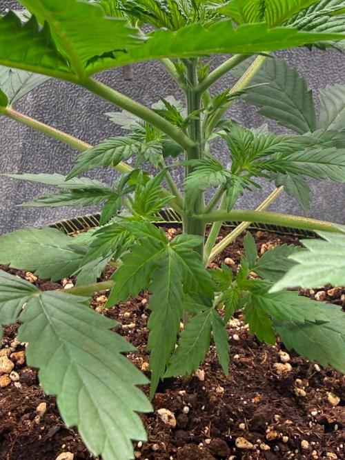 Just for Fun 40x40grow. Week 3