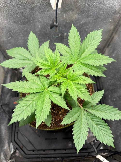 Just for Fun 40x40grow. Week 3