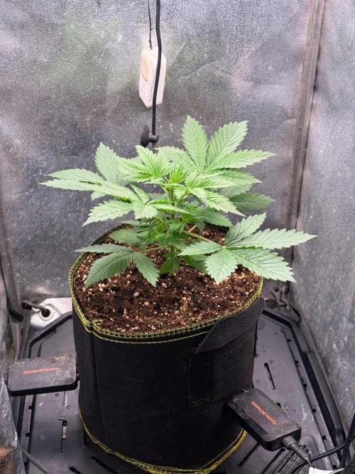 Just for Fun 40x40grow. Week 3