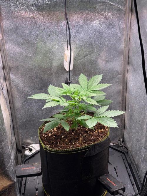 Just for Fun 40x40grow. Week 3