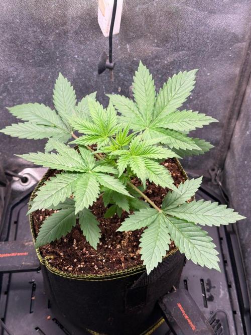Just for Fun 40x40grow. Week 3