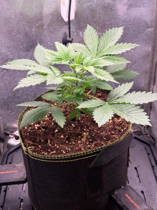 Just for Fun 40x40grow. Week 3