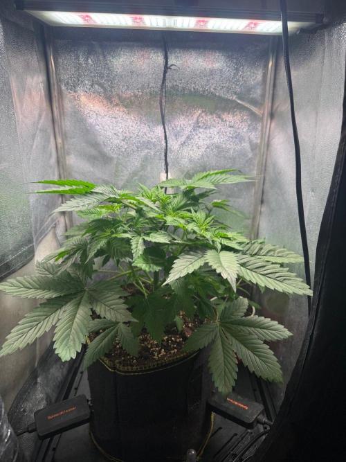Just for Fun 40x40grow. Week 4