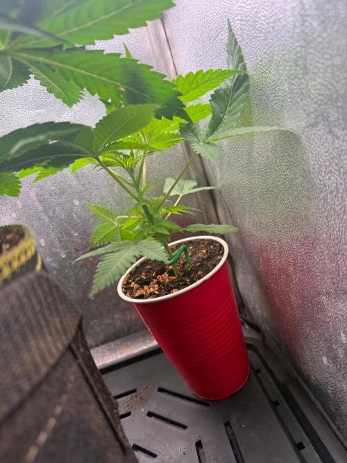 Just for Fun 40x40grow. Week 4 - Bubblegums last Days
