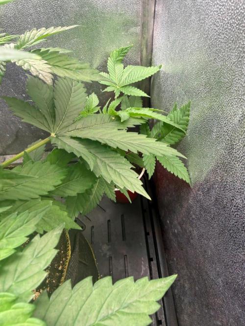 Just for Fun 40x40grow. Week 4