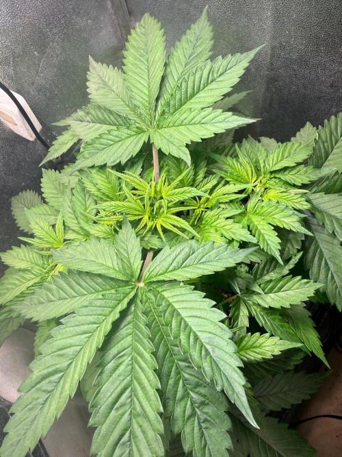Just for Fun 40x40grow. Week 4