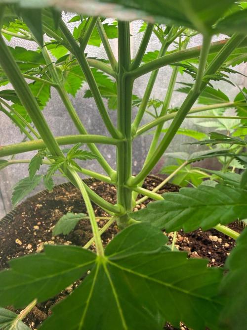 Just for Fun 40x40grow. Week 4