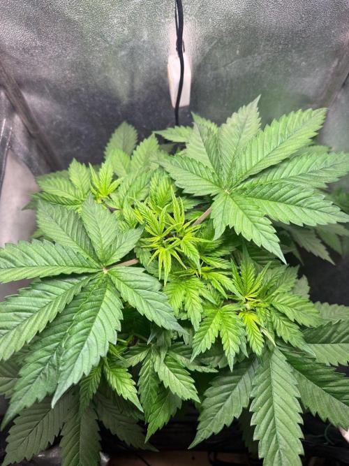 Just for Fun 40x40grow. Week 4