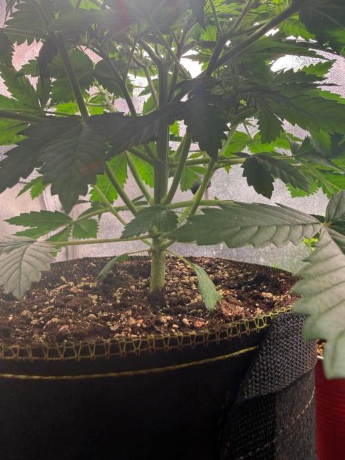 Just for Fun 40x40grow. Week 4