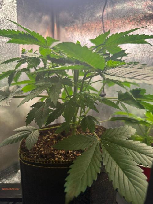 Just for Fun 40x40grow. Week 4