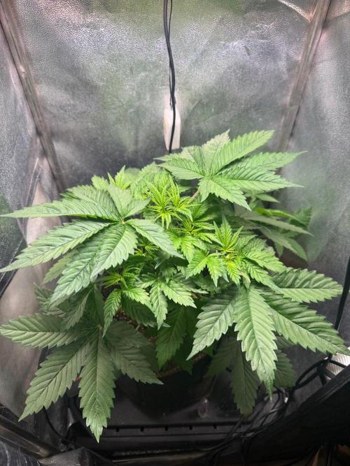 Just for Fun 40x40grow. Week 4