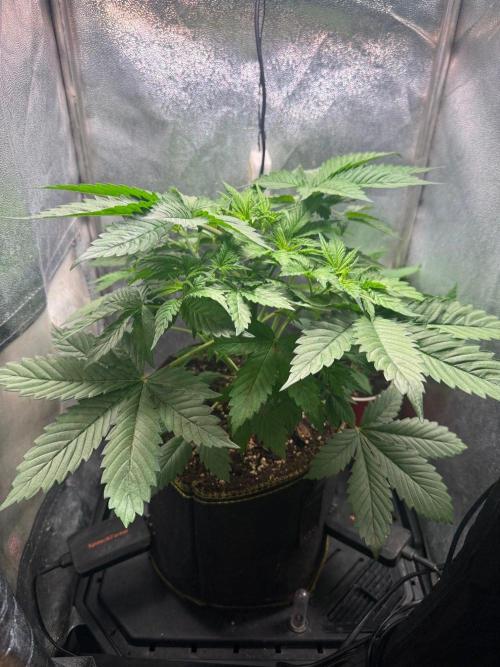 Just for Fun 40x40grow. Week 4
