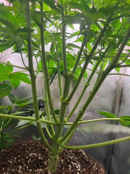 Just for Fun 40x40grow. Week 5