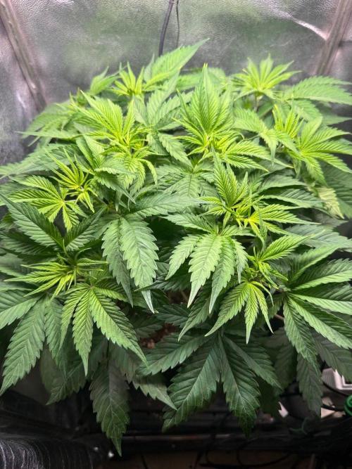 Just for Fun 40x40grow. Week 5