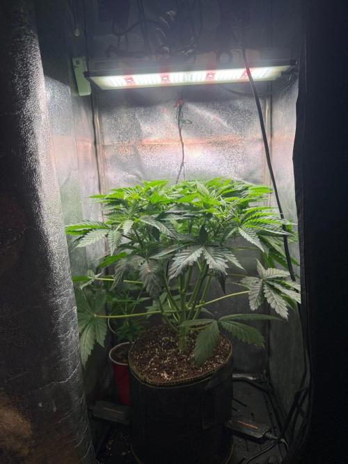 Just for Fun 40x40grow. Week 5