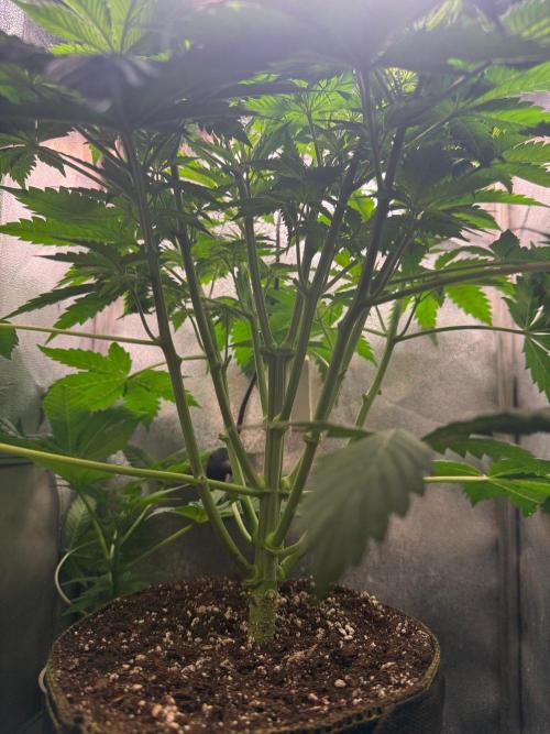 Just for Fun 40x40grow. Week 5