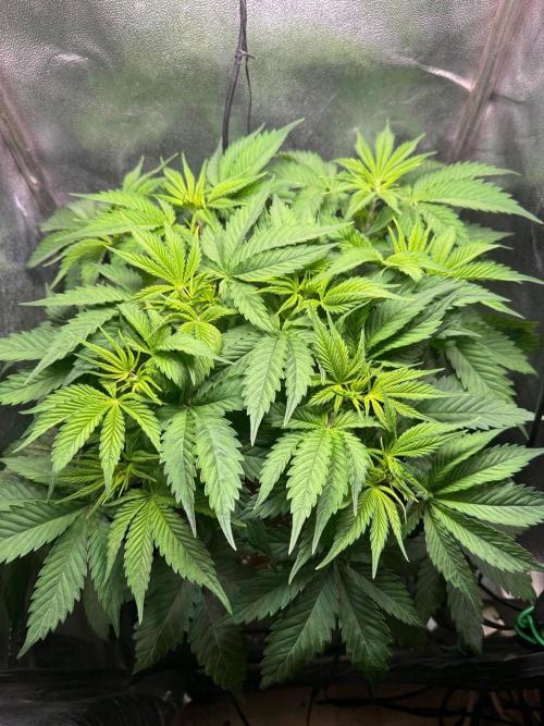 Just for Fun 40x40grow. Week 5