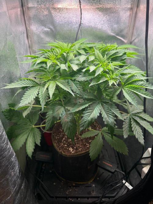 Just for Fun 40x40grow. Week 5