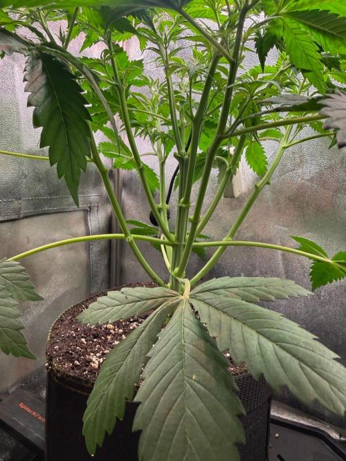 Just for Fun 40x40grow. Week 5