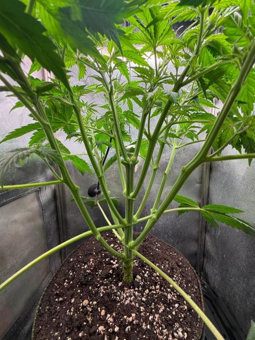 Just for Fun 40x40grow. Week 5