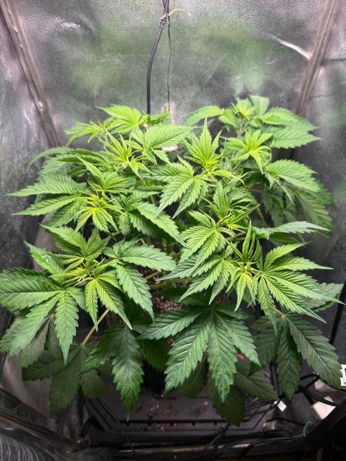 Just for Fun 40x40grow. Week 5