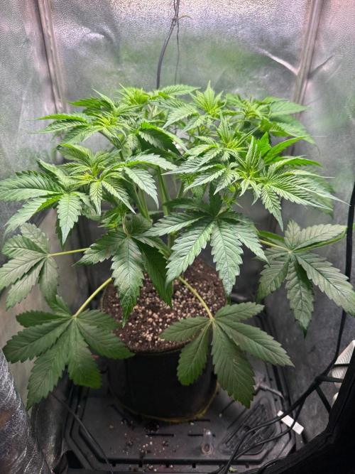 Iced Wildberry. Week 5