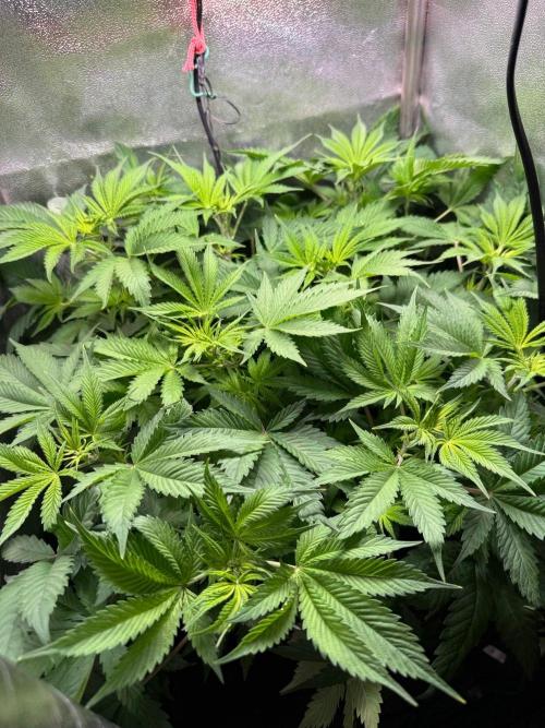 Just for Fun 40x40grow. Week 6
