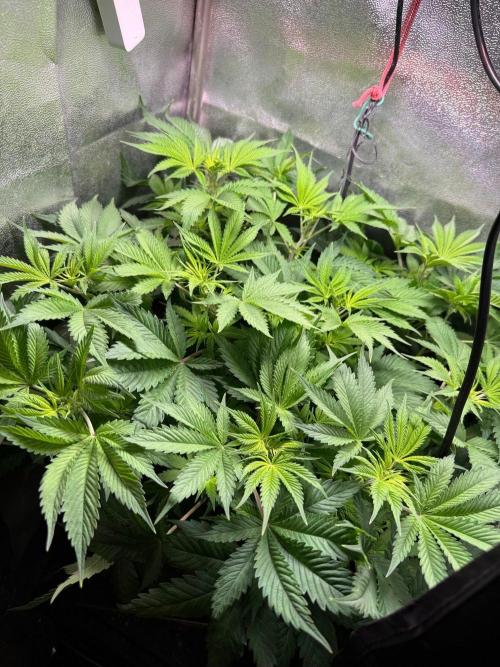Just for Fun 40x40grow. Week 6