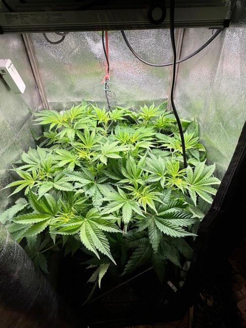 Just for Fun 40x40grow. Week 6