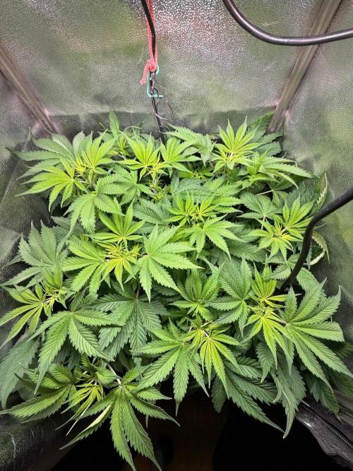 Just for Fun 40x40grow. Week 6