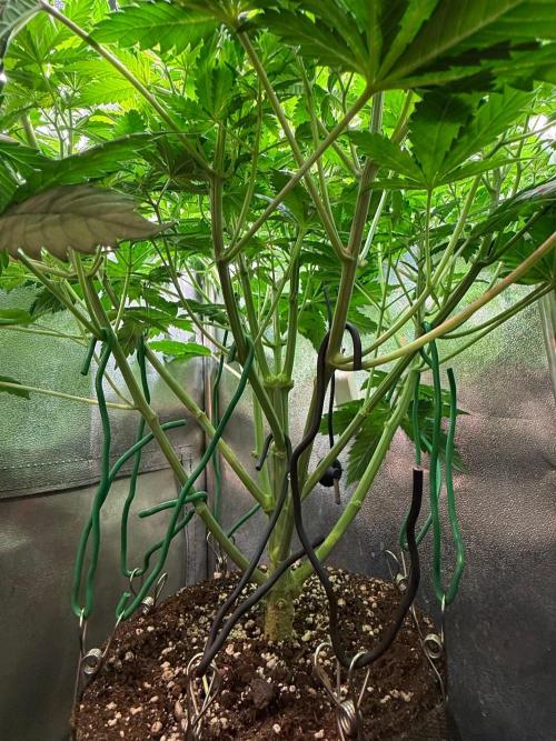 Just for Fun 40x40grow. Week 6