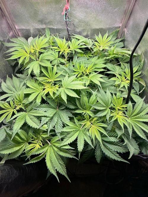 Just for Fun 40x40grow. Week 6