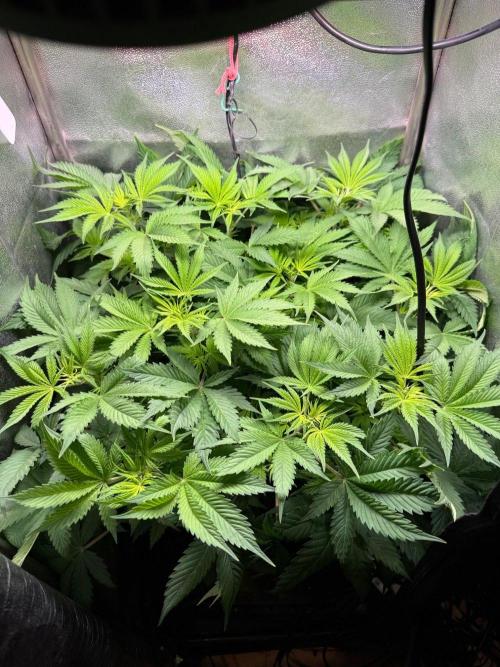 Just for Fun 40x40grow. Week 6
