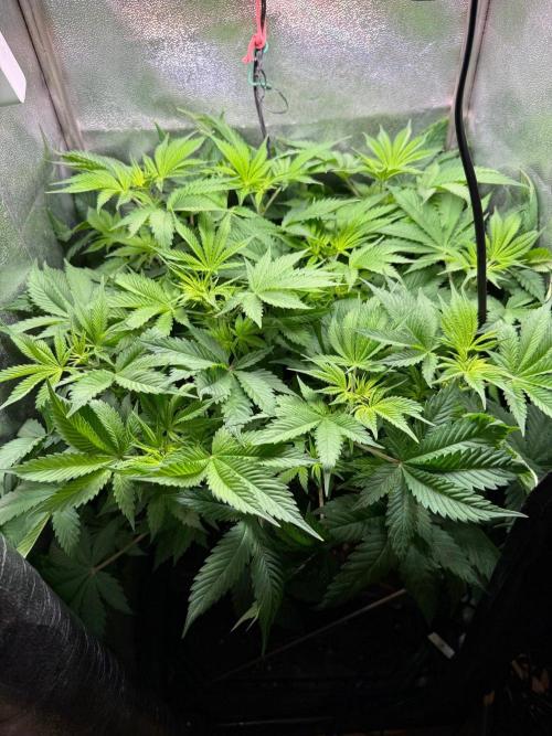 Just for Fun 40x40grow. Week 6